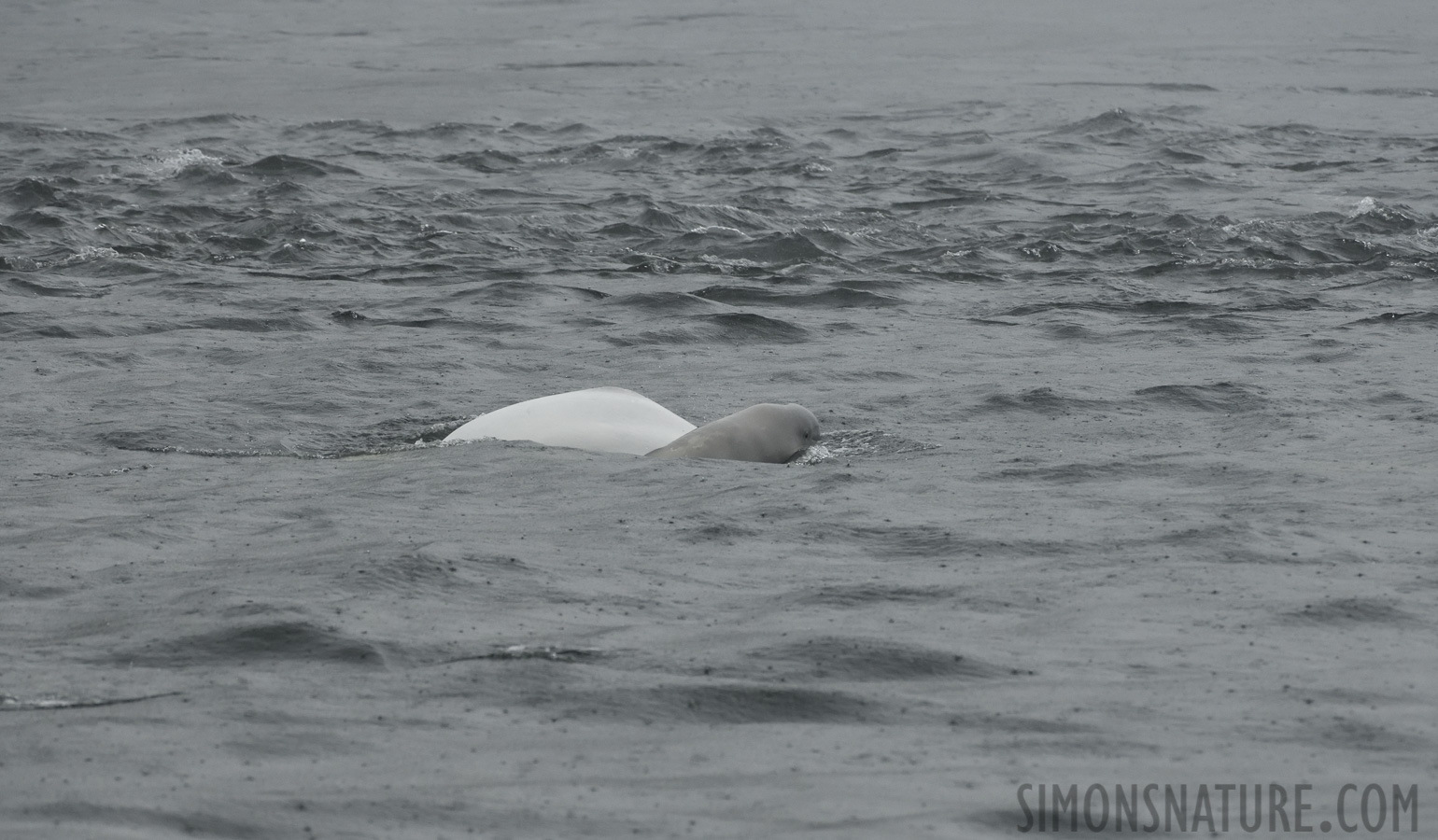 Delphinapterus leucas [400 mm, 1/1250 Sek. bei f / 8.0, ISO 2000]